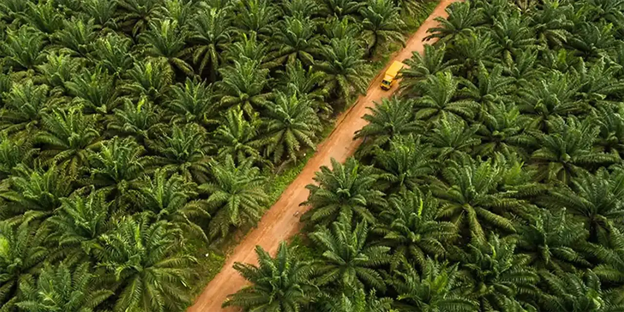 agriculture and forestry dayasakti